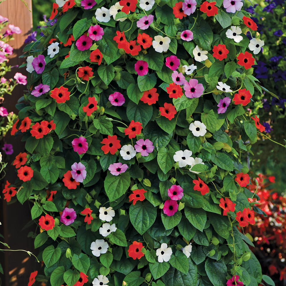Thunbergia 'Harmony Trio'