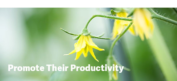 Promote Their Productivity