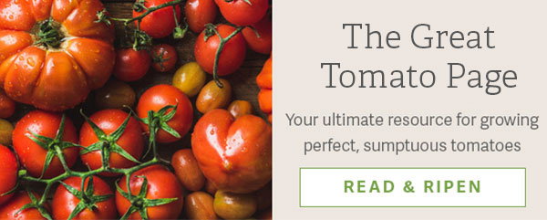 The Great Tomato Page - Your ultimate resource for growing perfect, sumptuous tomatoes - READ & RIPEN