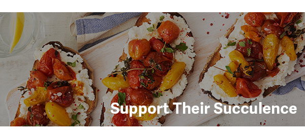 Support Their Succulence