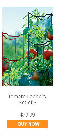 Tomato Ladders, Set of 3 - $79.99 - BUY NOW