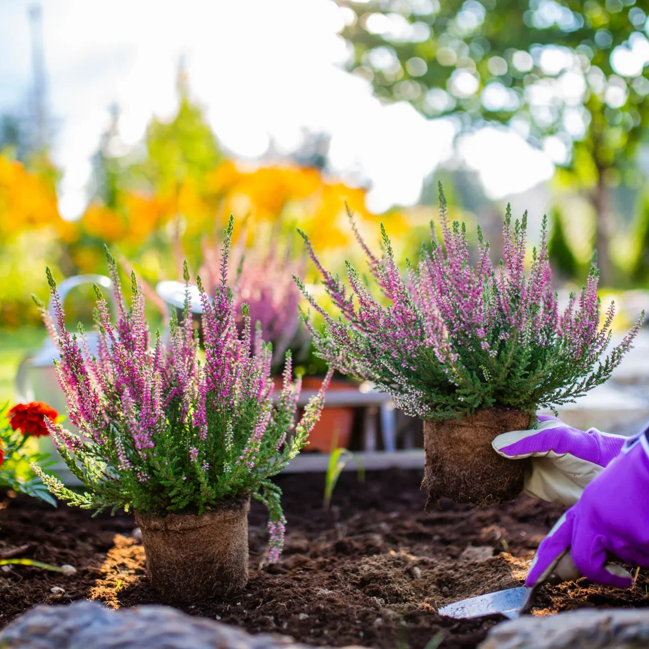Image of Native Plant Subscription Box - 5 Plants Per Month Perfect For Your Zone