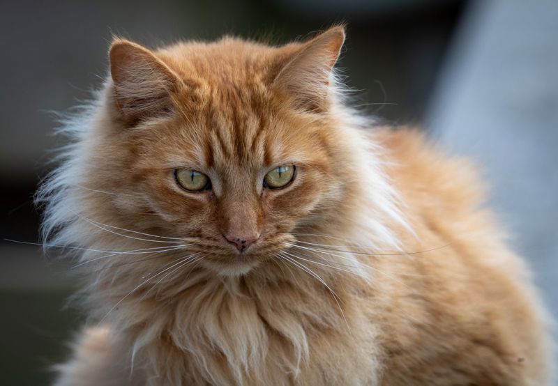 How to keep your cat happy while you are away on holiday