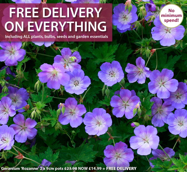 Free Delivery