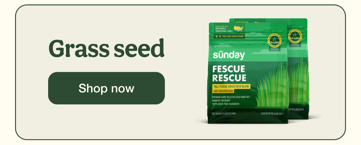 Grass seed | Shop now
