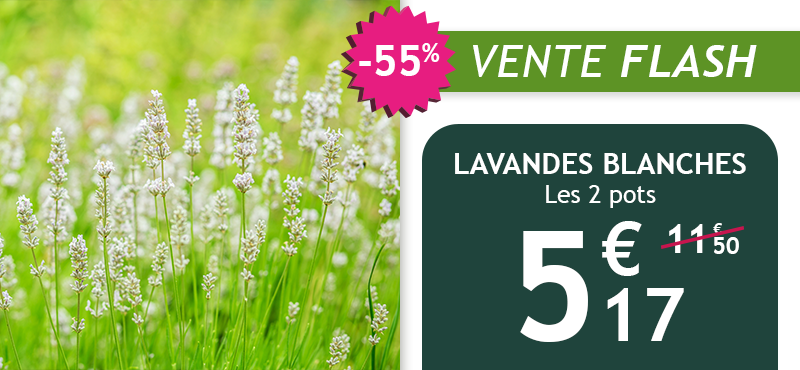 Le lot de 2 lavandes blanches est à -55% soit 5,17€ au lieu de 11,50€