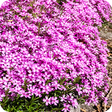 Phlox mousse rose pâle