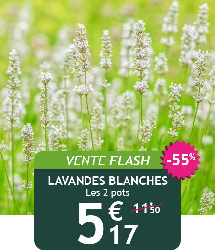 Les 2 lavandes blanches sont à -55% de remise !