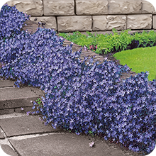 Campanules des murets