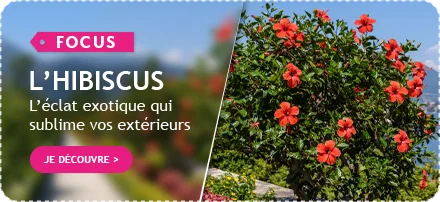 Focus sur nos hibiscus