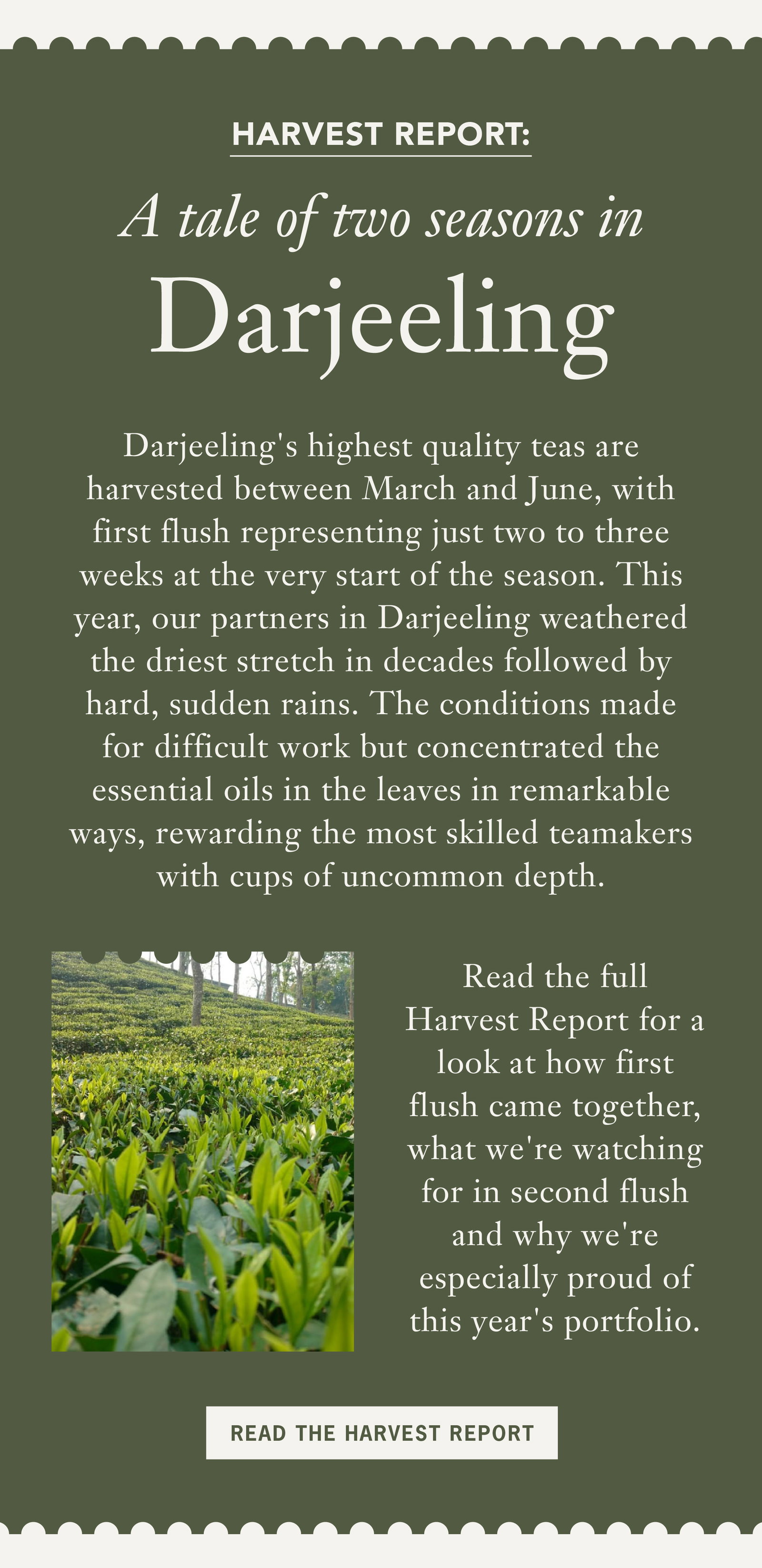 HARVEST REPORT  A Tale of Two Seasons in Darjeeling   Darjeeling's highest quality teas are harvested between March and June, with first flush representing just two to three weeks at the very start of the season. This year, our partners in Darjeeling weathered the driest stretch in decades followed by hard, sudden rains. The conditions made for difficult work but concentrated the essential oils in the leaves in remarkable ways, rewarding the most skilled teamakers with cups of uncommon depth.   Read the full Harvest Report for a look at how first flush came together, what we're watching for in second flush and why we're especially proud of this year's portfolio.   READ THE HARVEST REPORT 