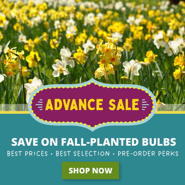 Save 25%