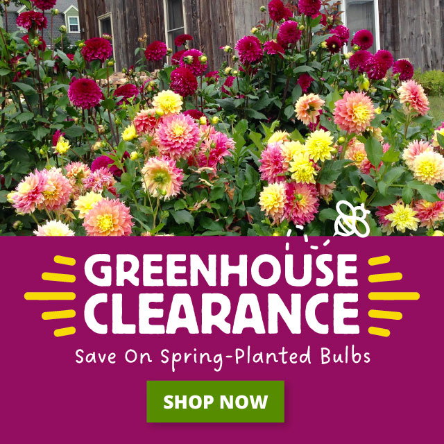 Final week to order Dahlias
