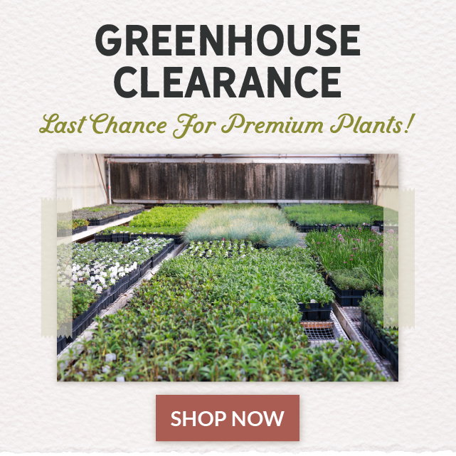 Final days to order plants for spring delivery