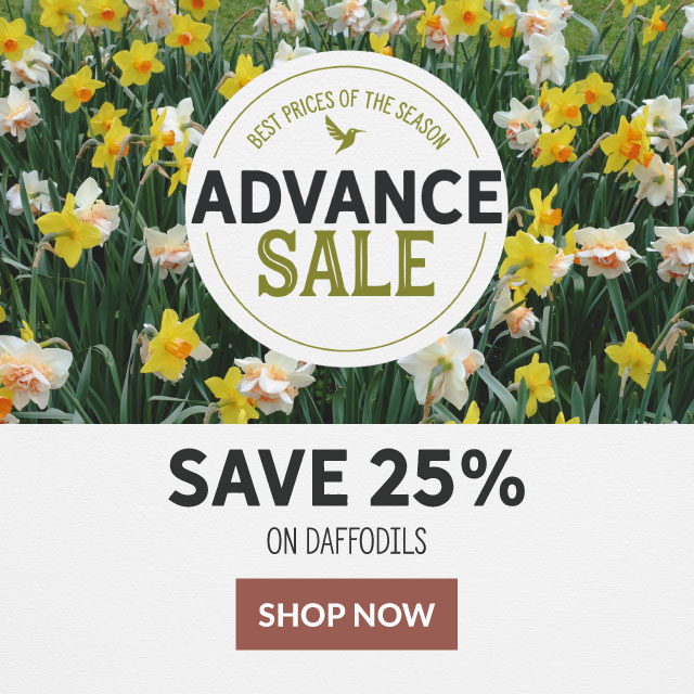 advance sale