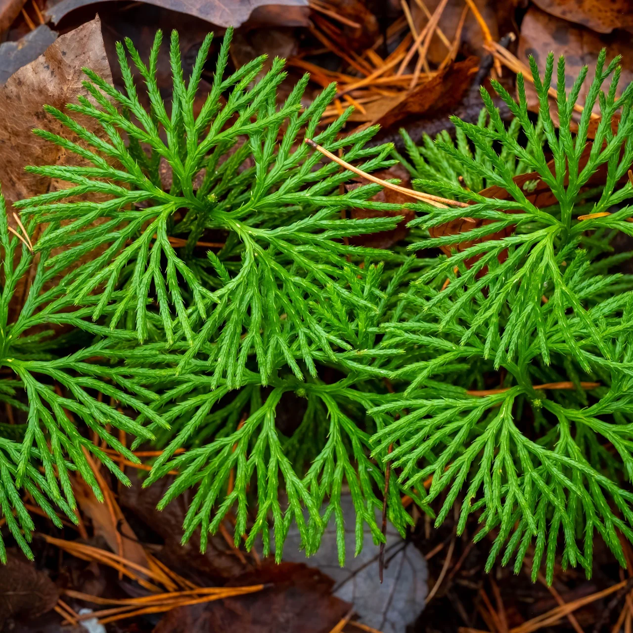Image of Running Cedar Plant