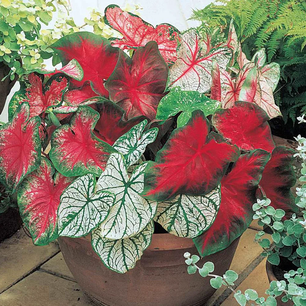 Caladium Mixed