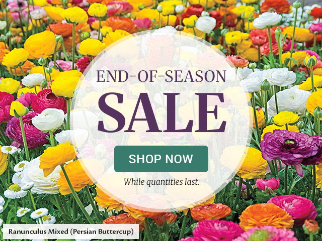 End of season sale