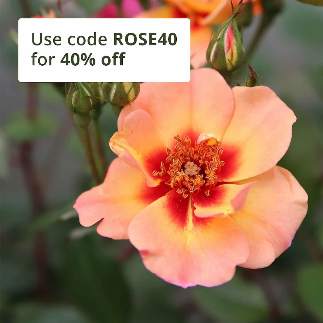 Pollinator friendly  Rosa 'Flower Carpet Peach'