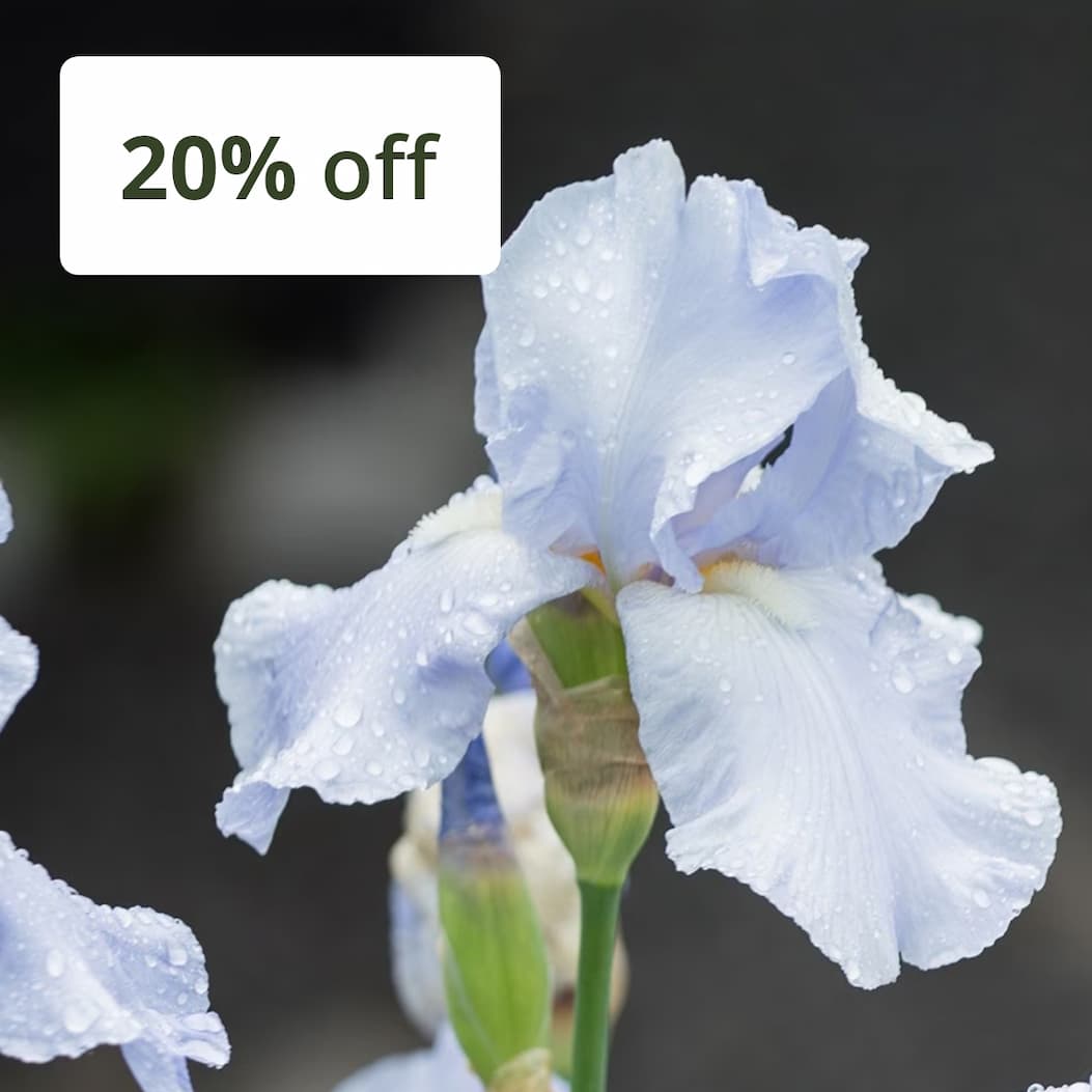 Iris 'Melbourne Hall Ghost'