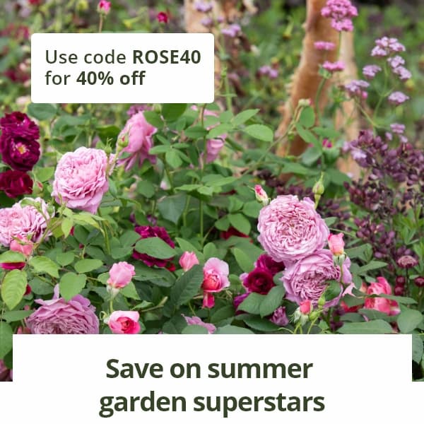 Use code ROSE40 for 40% off 