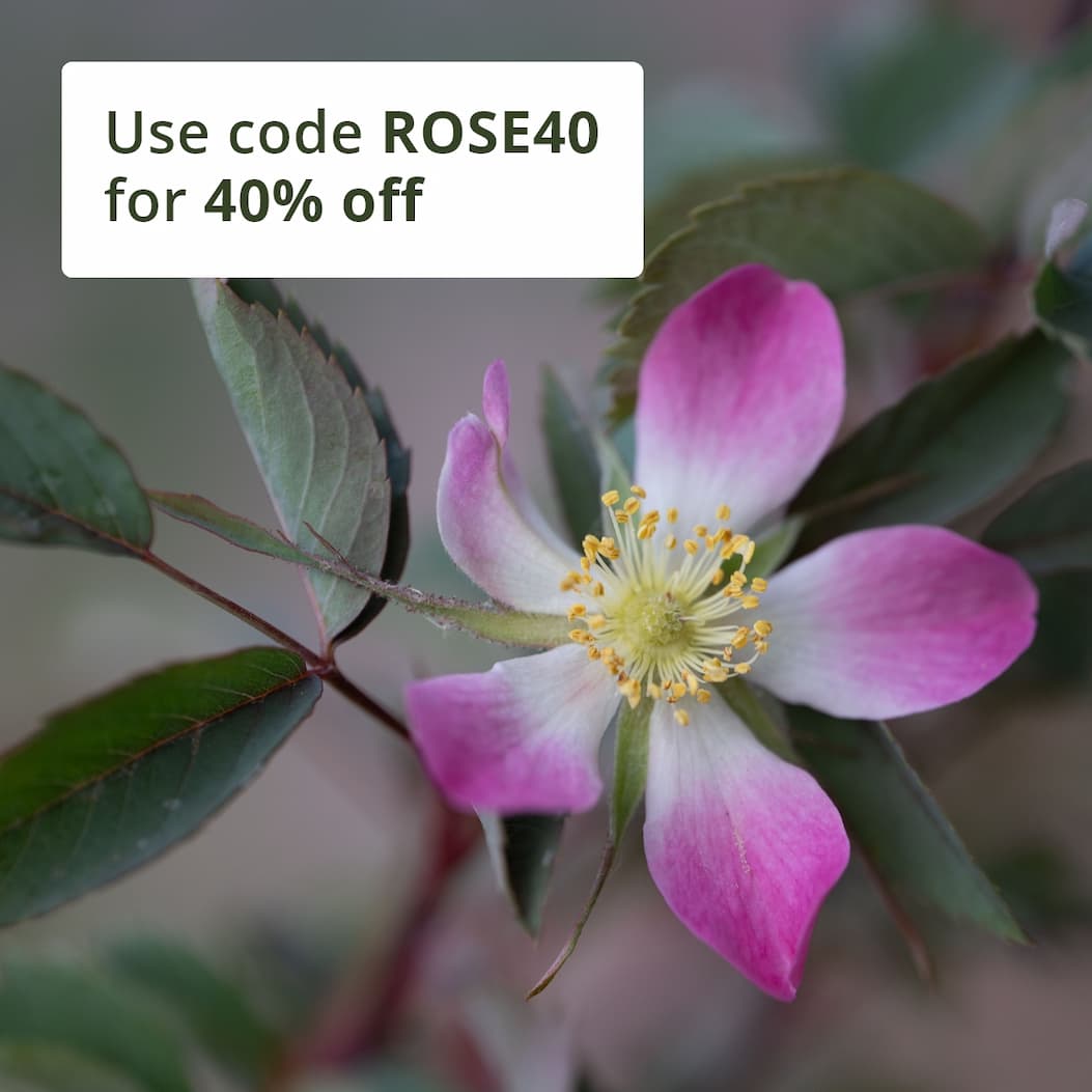 Rosa glauca Pourr