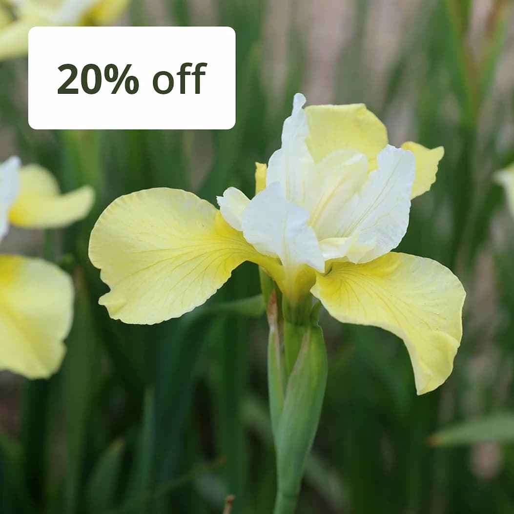 Iris 'Butter and Sugar'