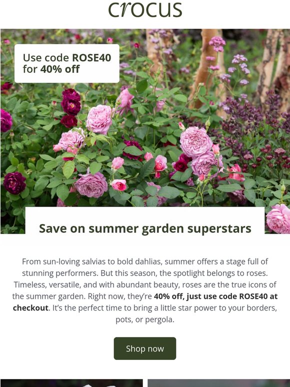 SAVE on summer garden stars 🌺
