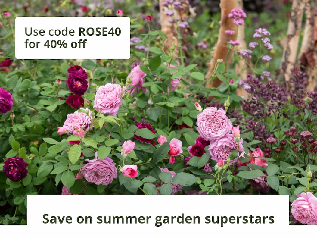 Use code ROSE40 for 40% off 