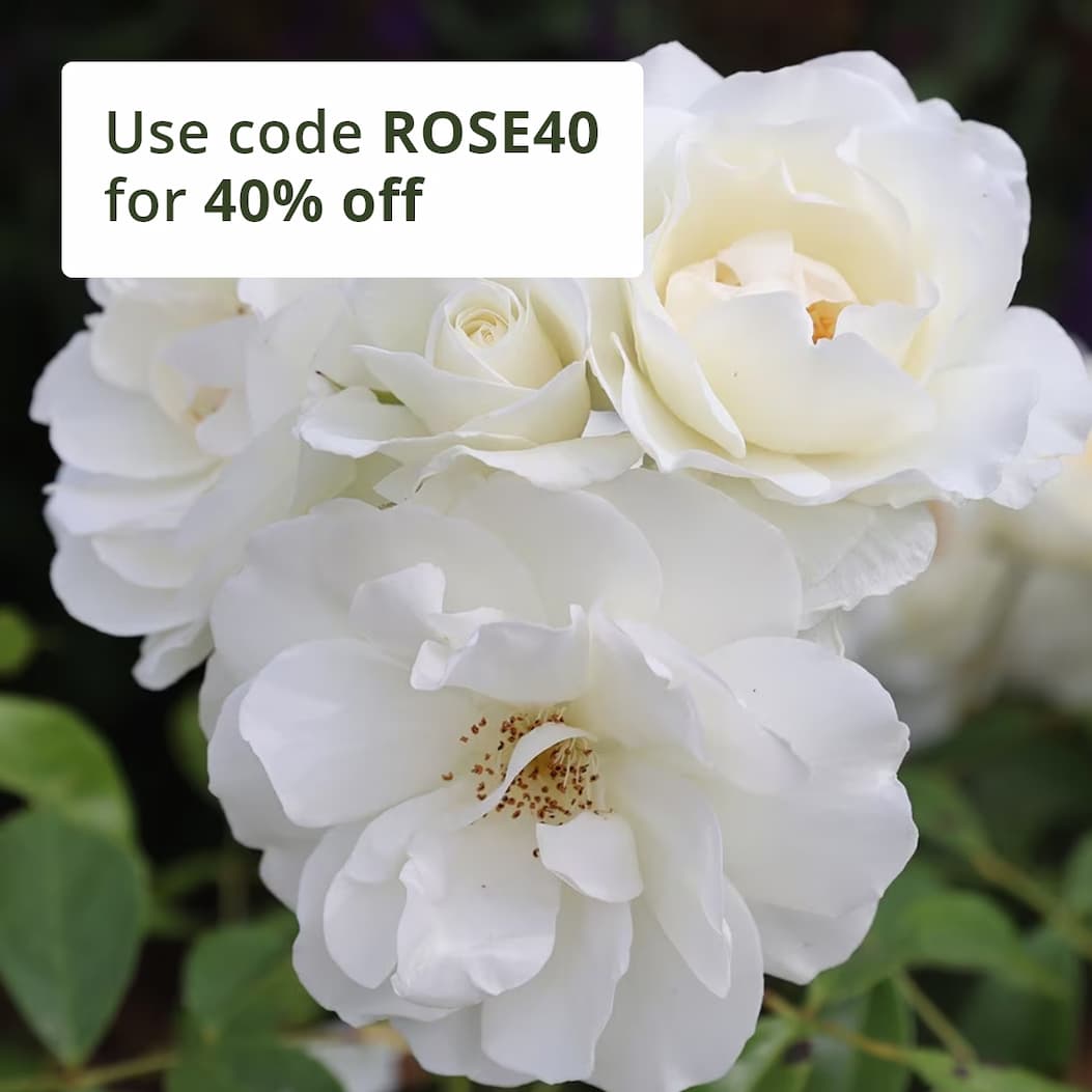 Rosa Iceberg