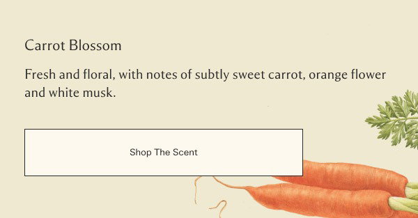 Shop The Scent