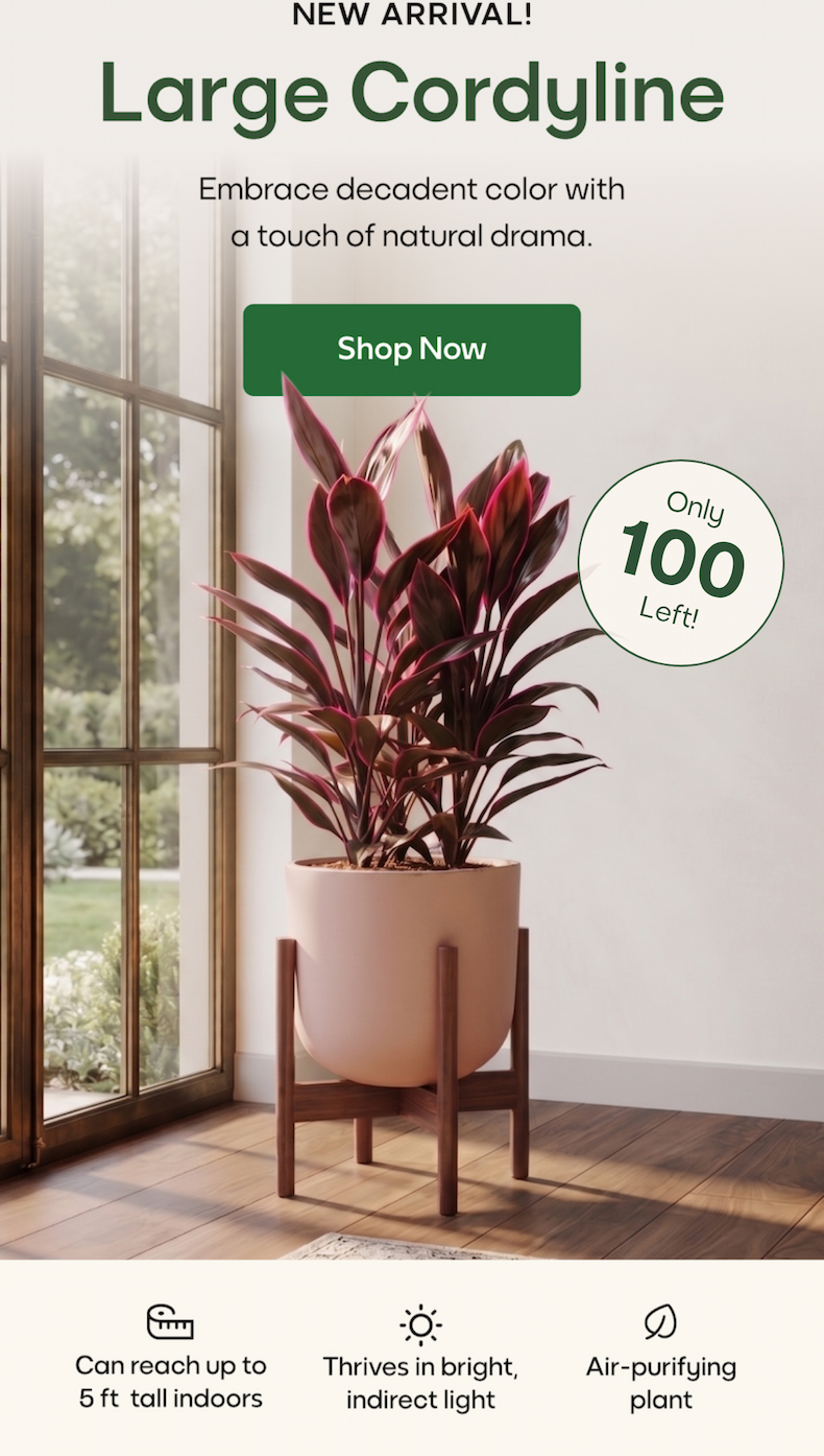 Large Cordyline