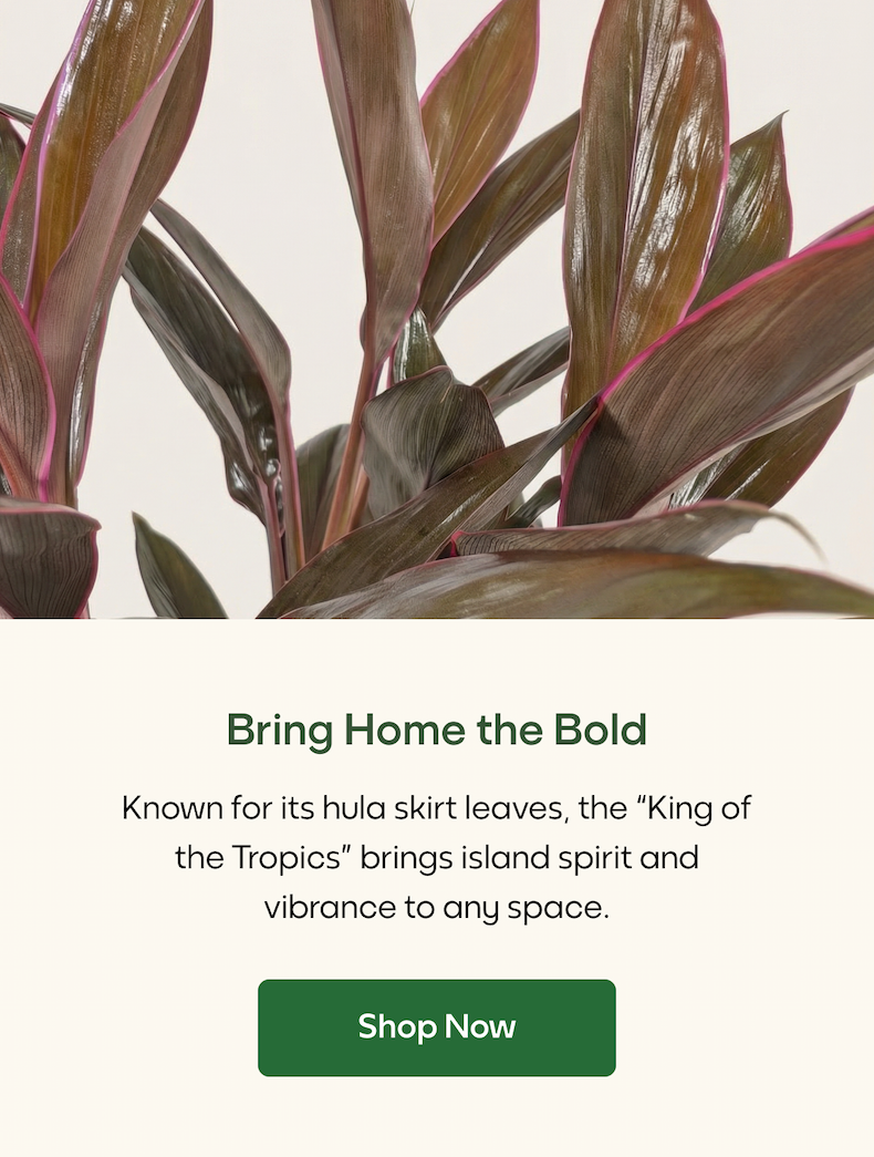 Bring Home the Bold