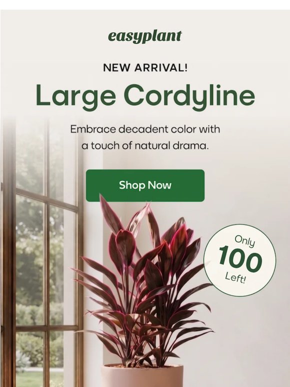 The NEW Large Cordyline - Only 100 Left! ❤️‍🔥