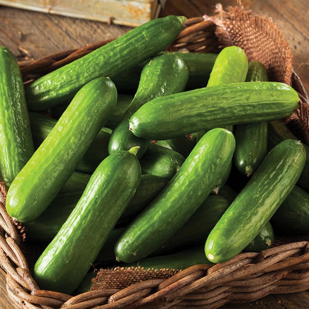 Cucumber 'Mini Stars'