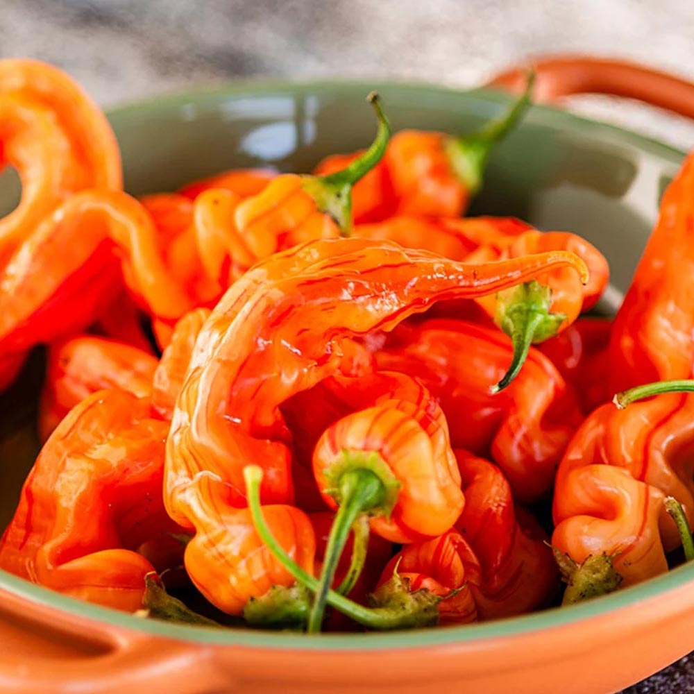 Chilli Pepper 'Sugar Rush Stripey'