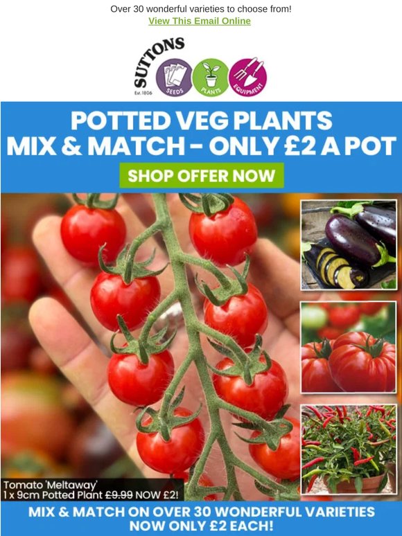 ONLY £2 A POT! Mix & Match Veg Plants!