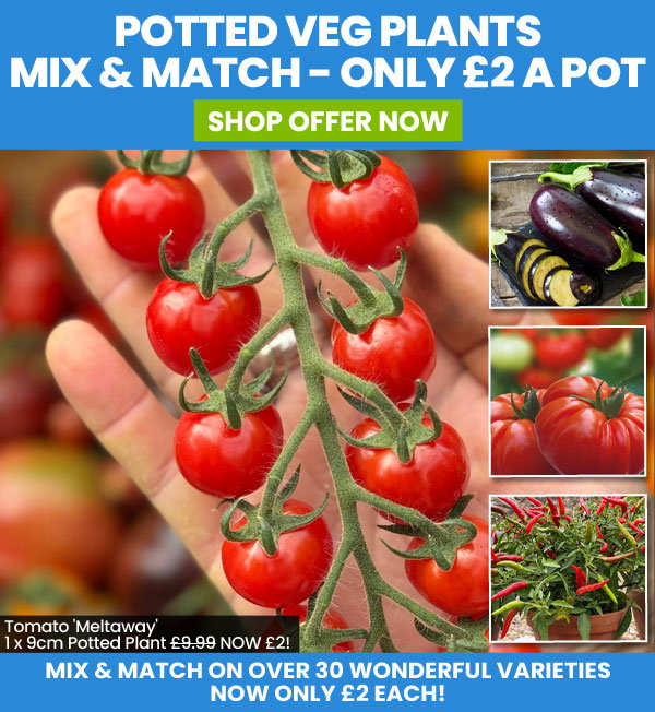 Mix & Match Veg Plants!