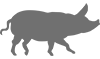 Schwein-Icon