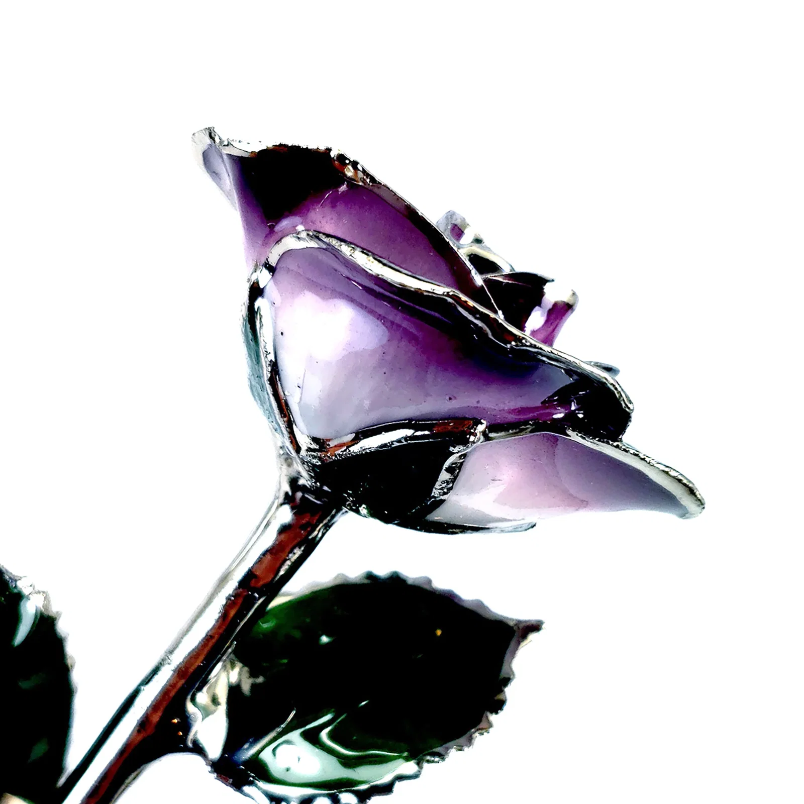 Image of Platinum Forever Rose - Purple 2-Tone