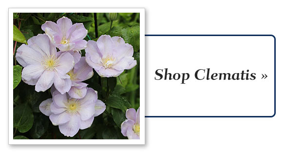  Shop Clematis