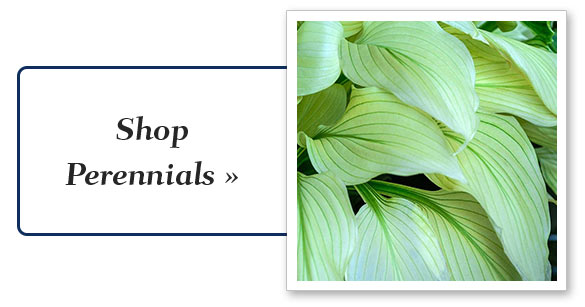 Shop Perennials