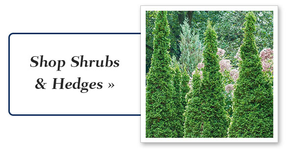 Shop Shrubs & Hedges