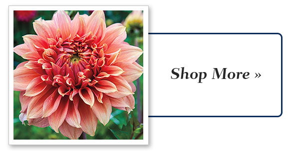 Shop More