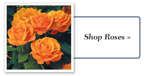 Shop Roses