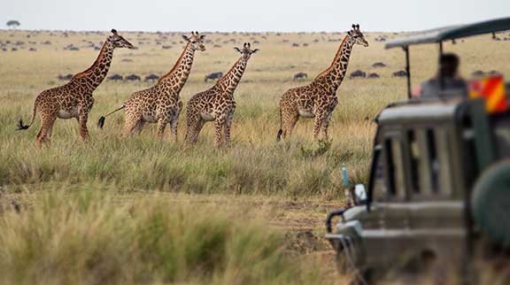 Safari-Jeep beobachtet eine Herde Giraffen.