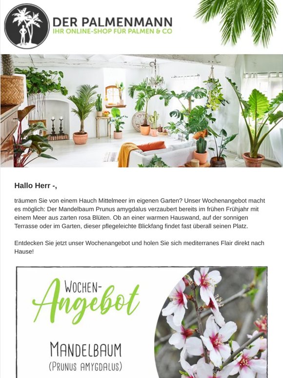 Wochenangebot: Mandelbaum – Mediterrane Blütenpracht!