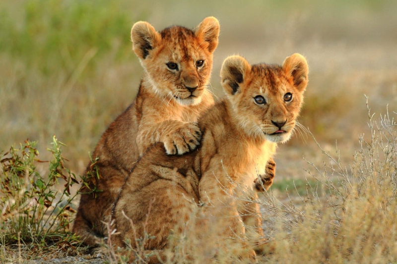 Südafrika & Eswatini: Johannesburg & Big 5 Safari