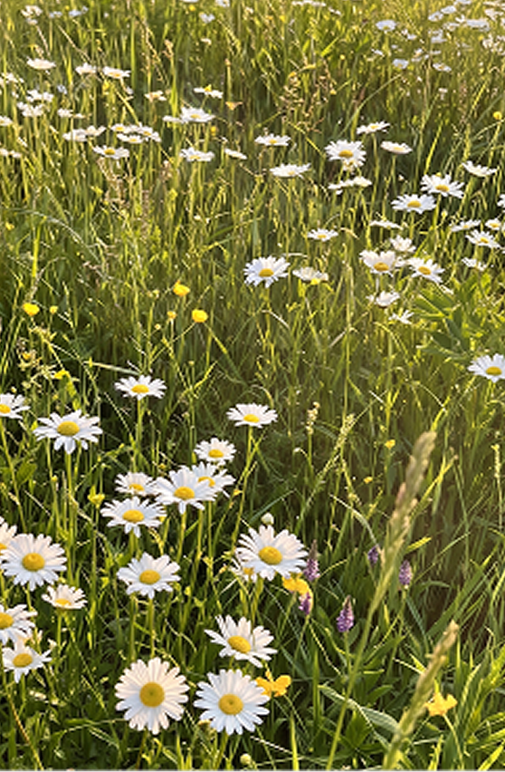 Scandi Summer