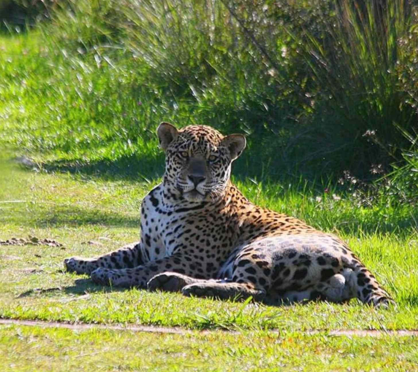 Jaguar sitting on the grassy ground looking at the camera